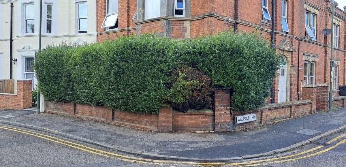 Before: hedge removal